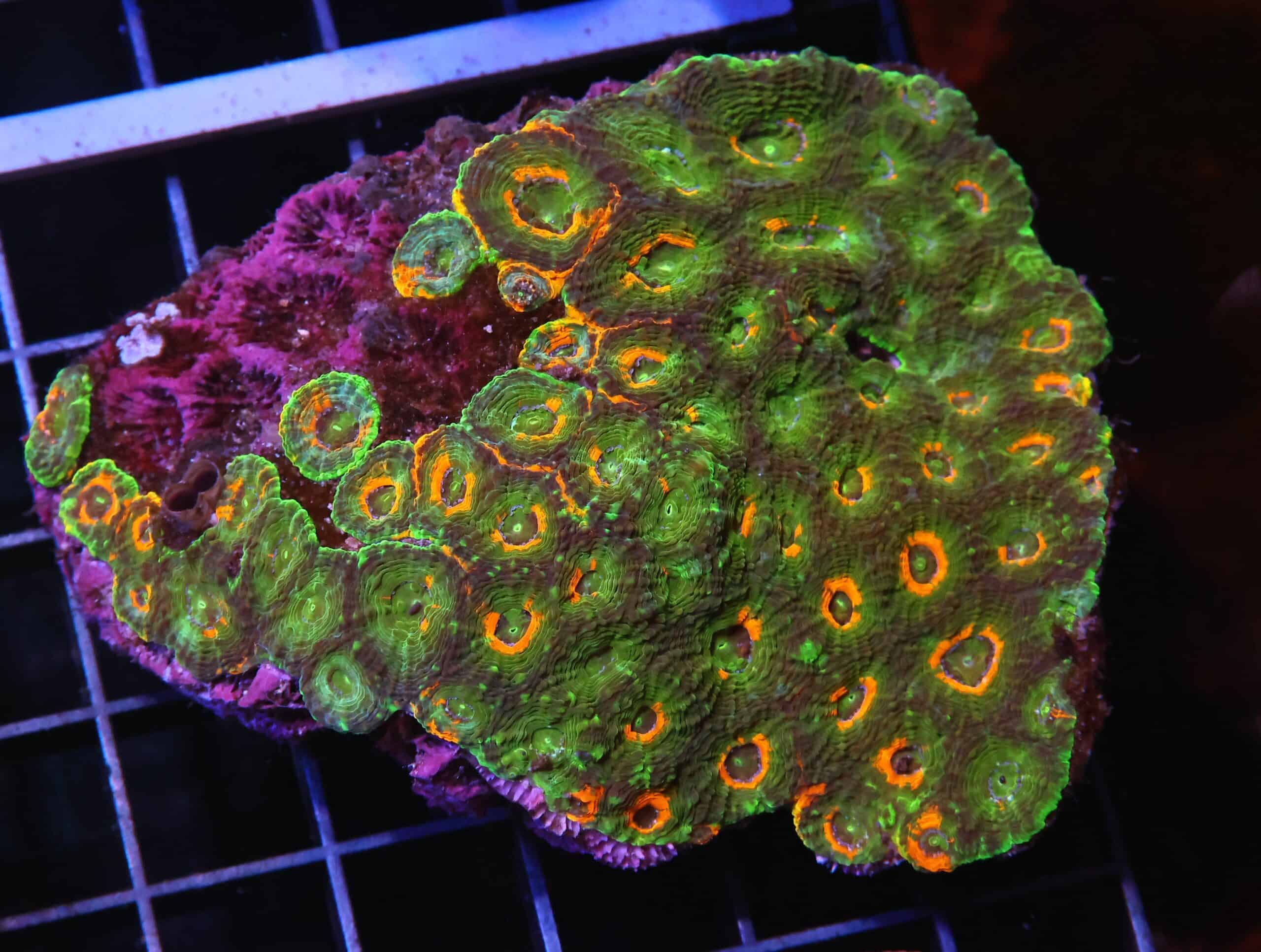 H100 - INDO ORANGE CRUSH ACAN ECHINATA