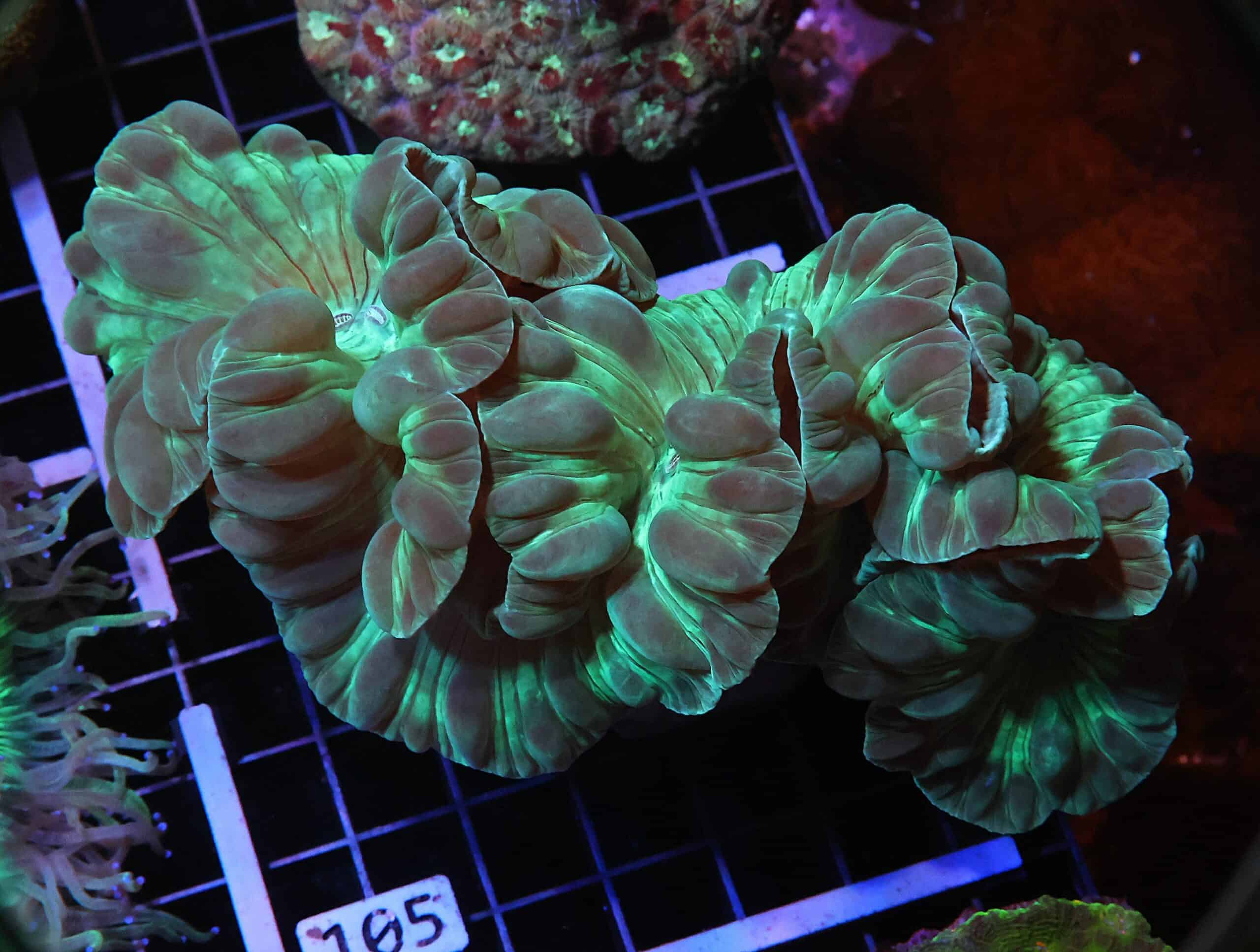 H105 - INDO METALLIC FOX CORAL
