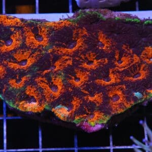 H107 - INDO ORANGE MARBLED ACAN ECHINATA