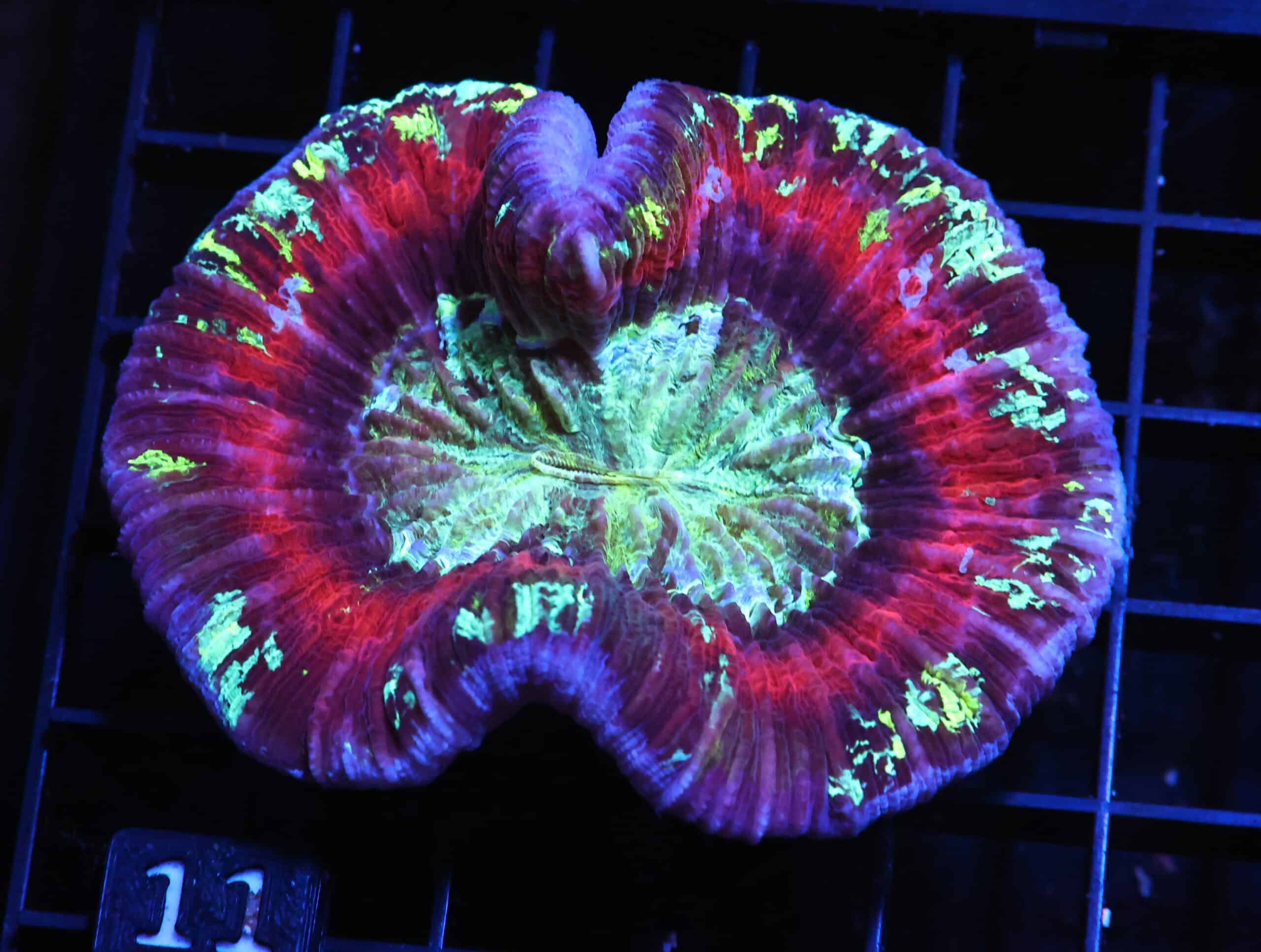 H11 - INDO NUCLEAR BLAST TRACHY