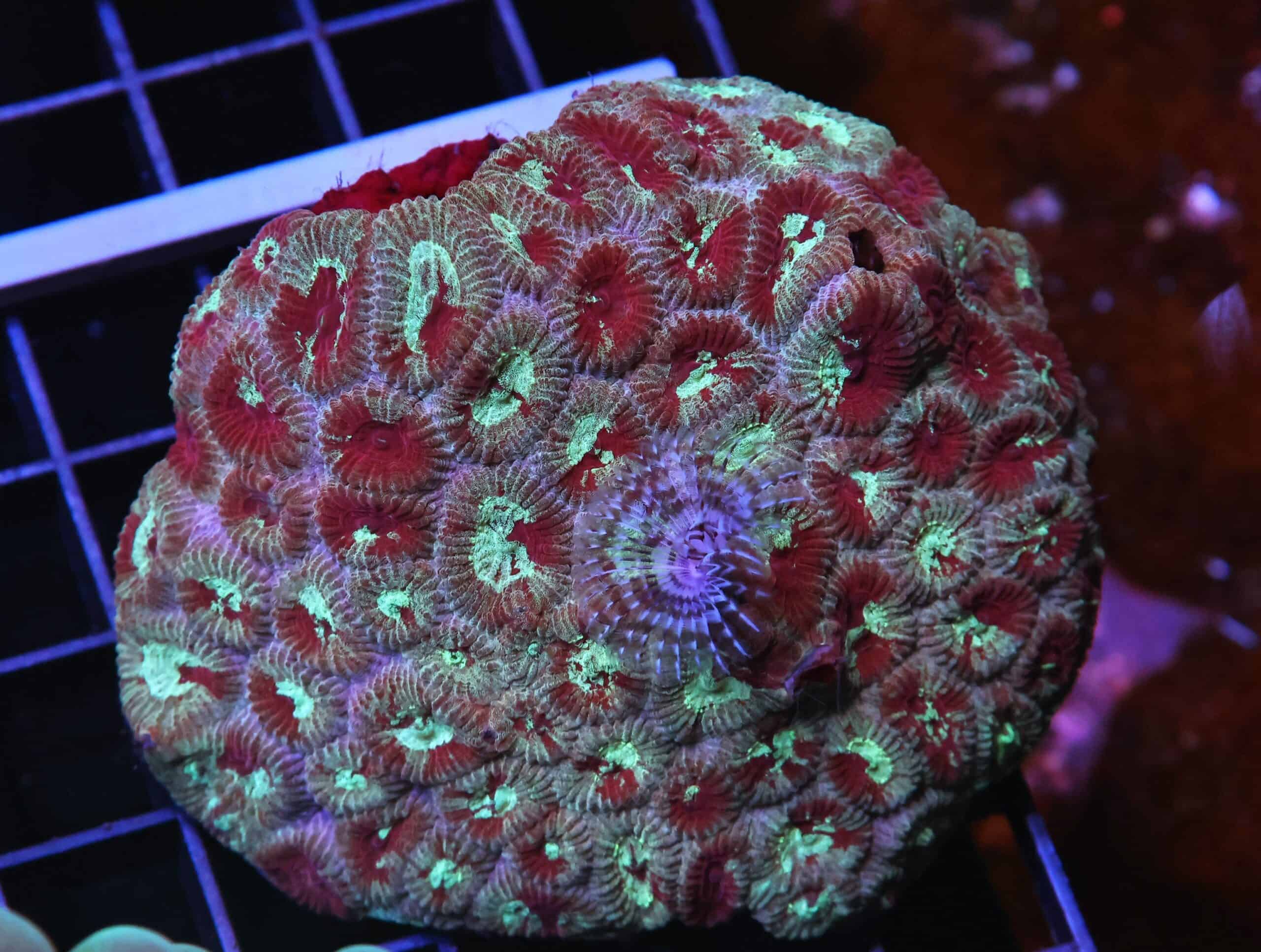 H110 - INDO MARBLED FAVIA