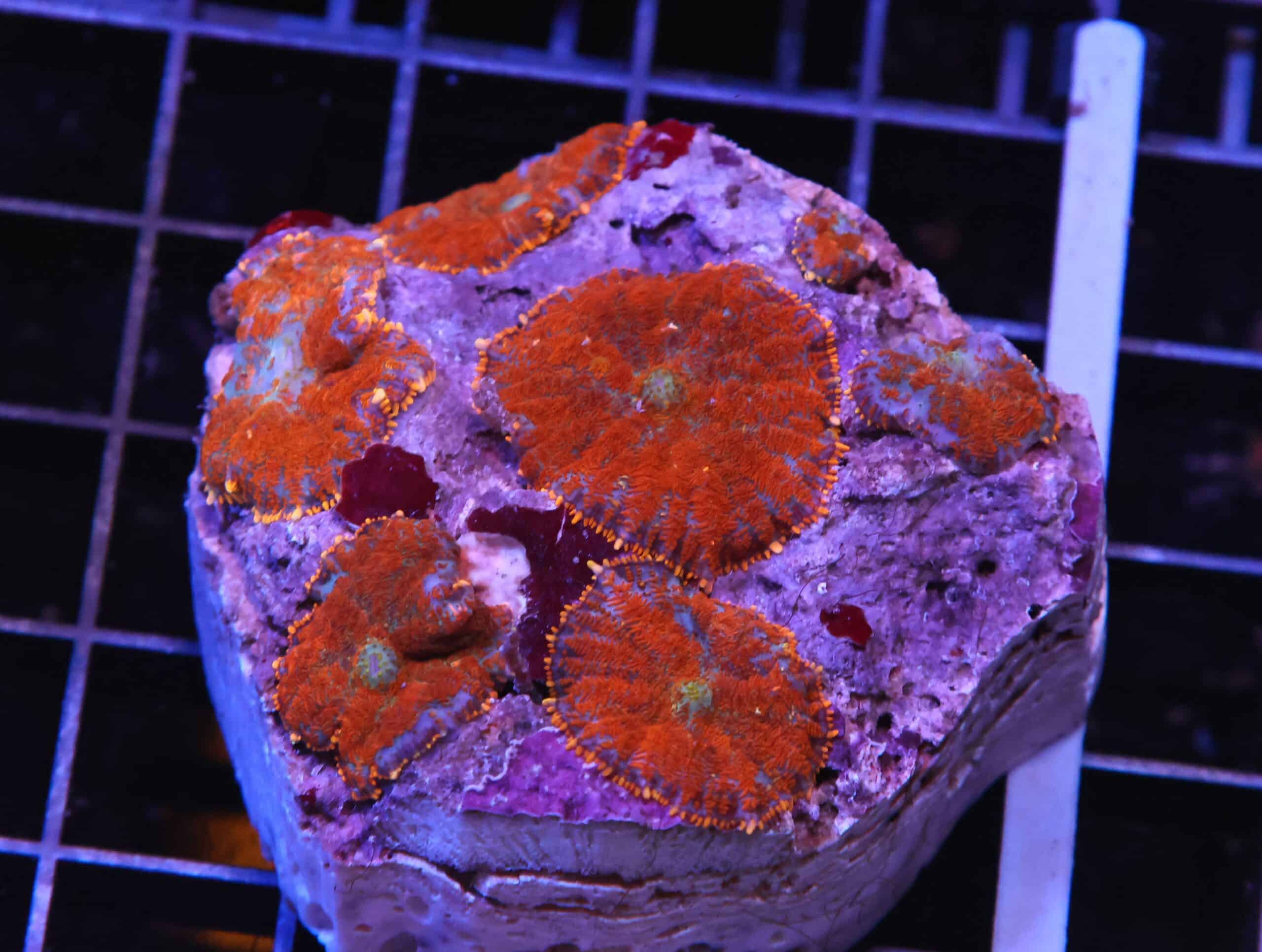 H112 - FLORDIA ORANGE RHODACTIS MUSHROOM