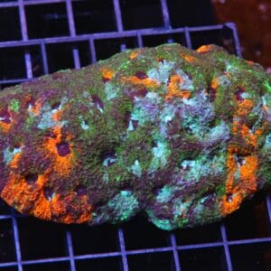 H115 - INDO ULTRA MARBLED ACAN ECHINATA