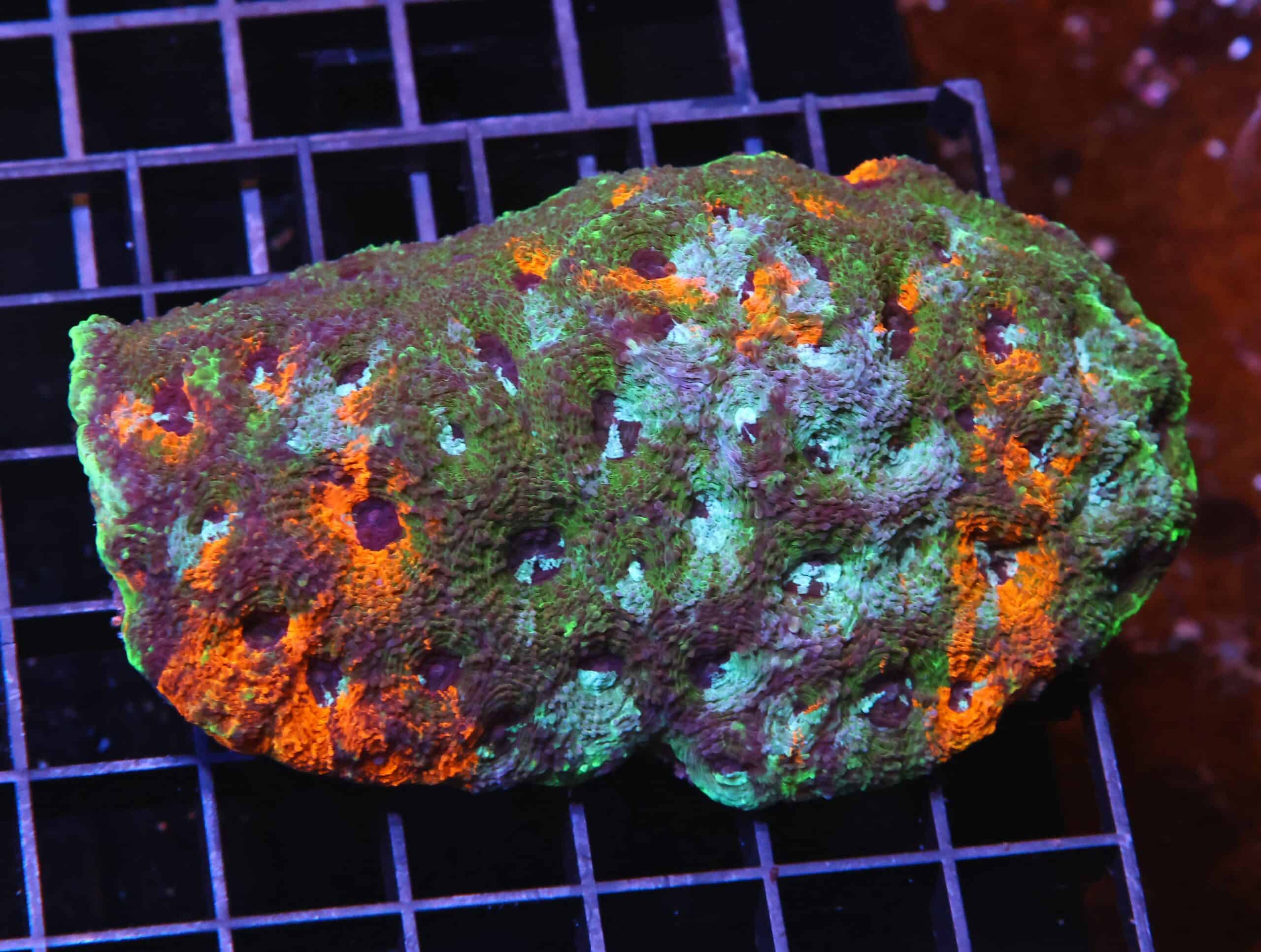 H115 - INDO ULTRA MARBLED ACAN ECHINATA