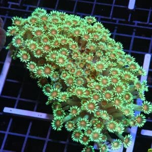 H119 - INDO YELLOW SNOWCONE GONIOPORA