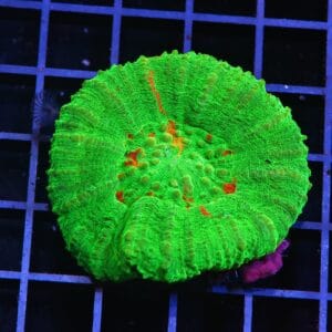H122 - AUSSIE BLEEDING APPLE SCOLYMIA AUSTRALIS
