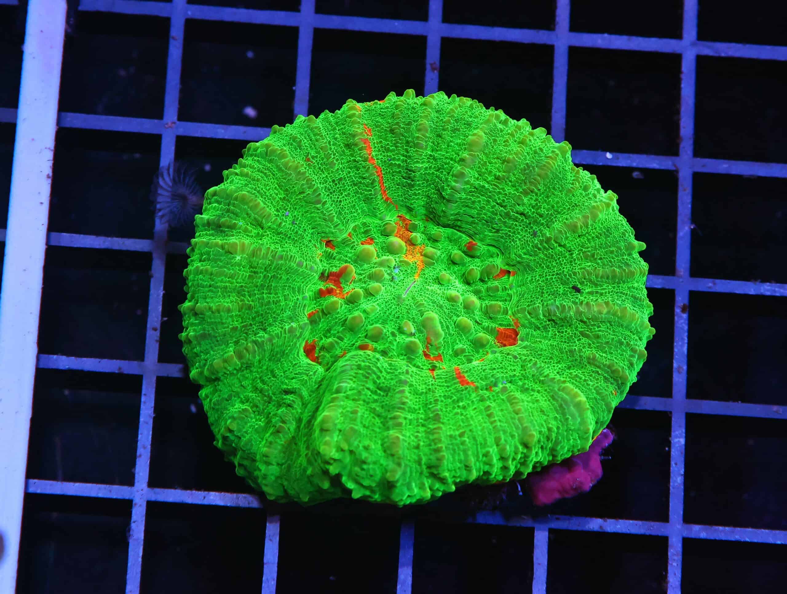 H122 - AUSSIE BLEEDING APPLE SCOLYMIA AUSTRALIS