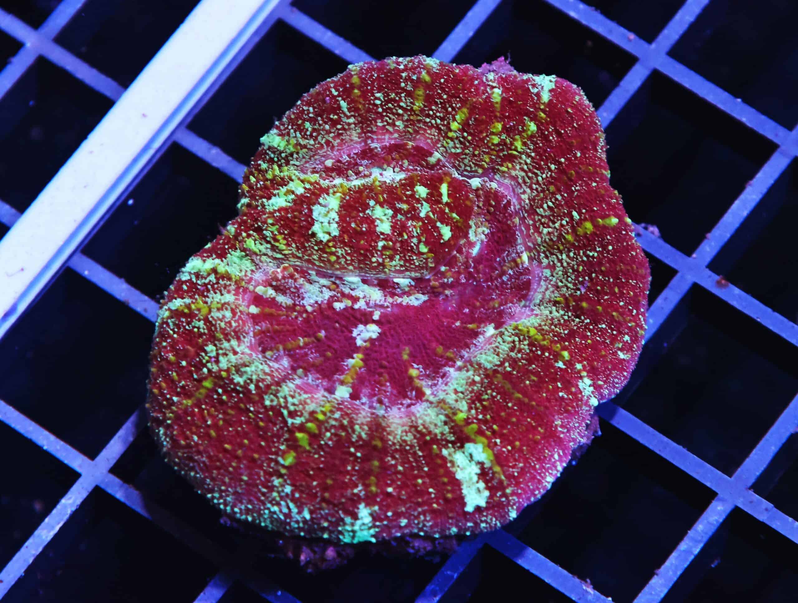 H129 - INDO MAROON MADNESS ACAN MAXIMA