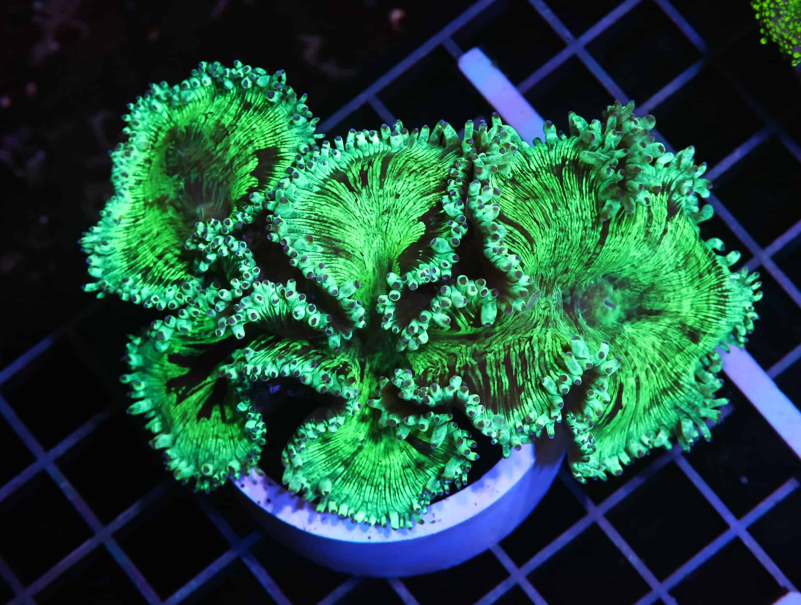 H135 - INDO PURPLE TIP ELEGANCE