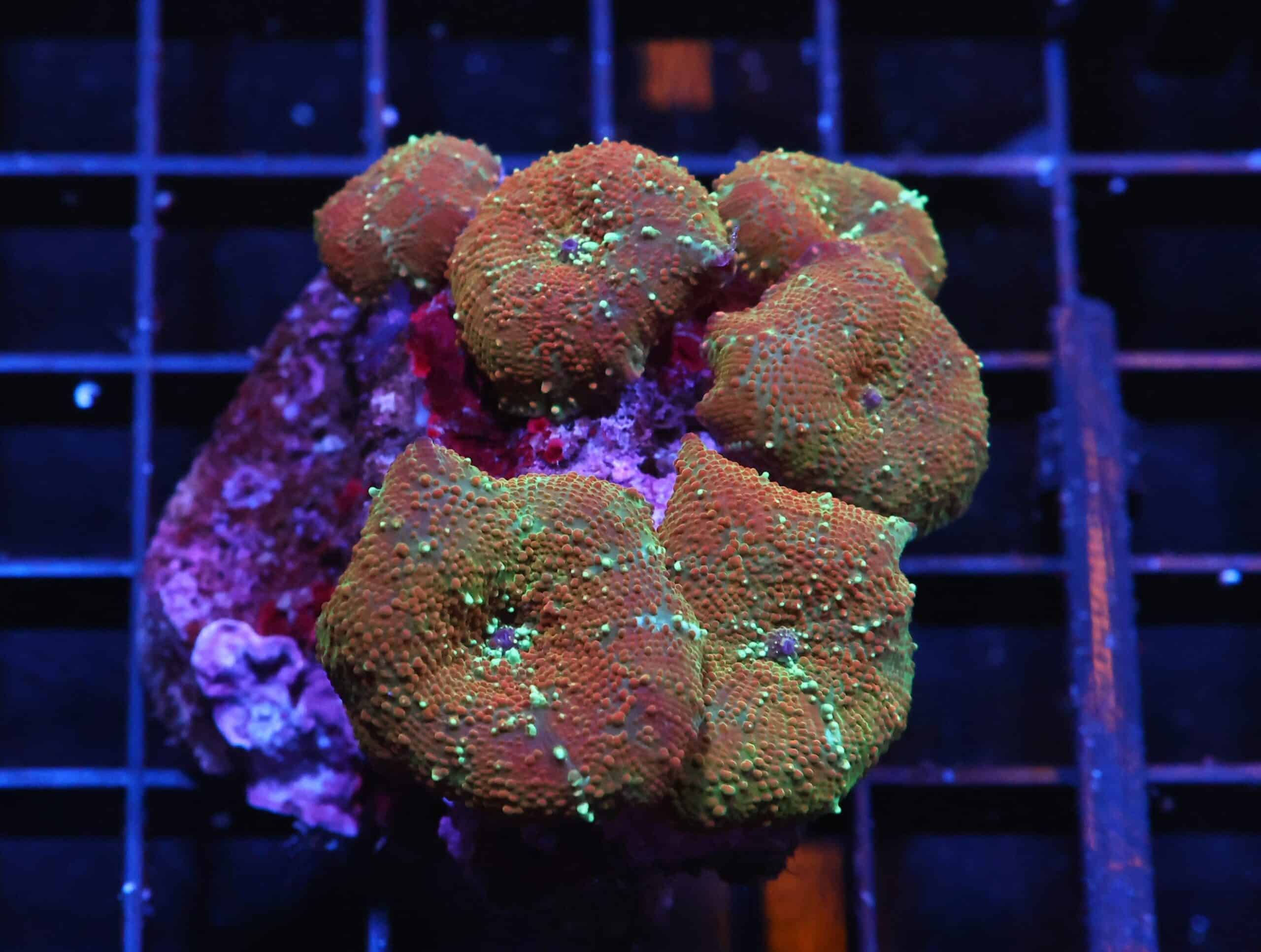 H14 - RUSTY GOLD DISCO MUSHROOM