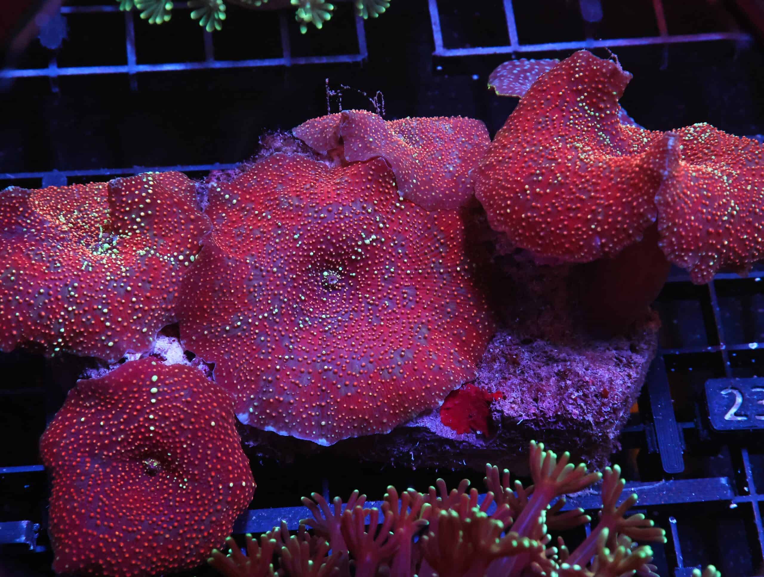 H22 - RED DEVIL DISCO MUSHROOM