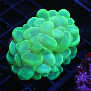 H23 - INDO RADIOACTIVE BUBBLE CORAL