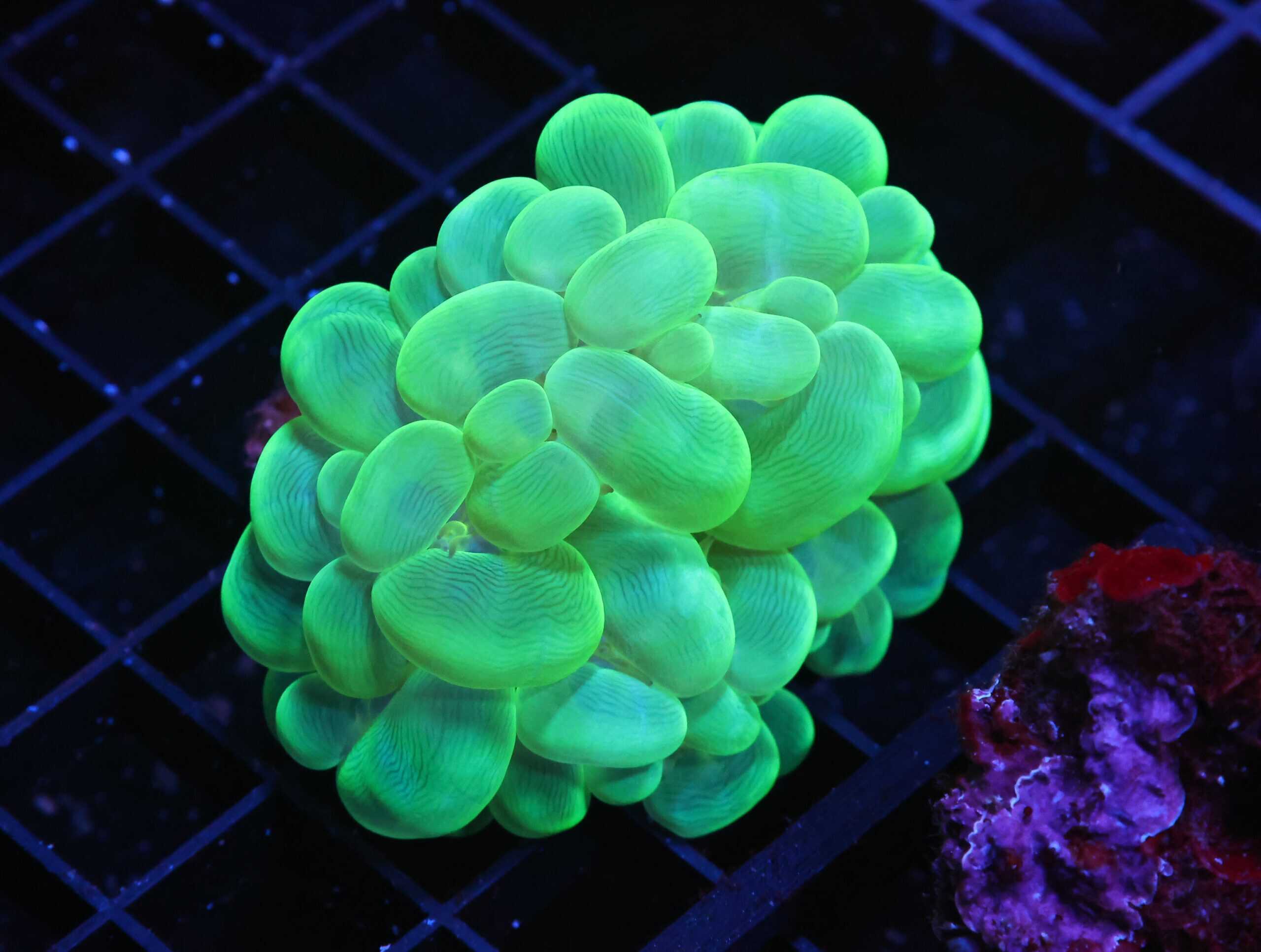 H23 - INDO RADIOACTIVE BUBBLE CORAL