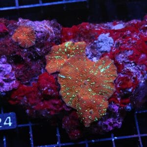 H24 - RED DEVIL DISCO MUSHROOM