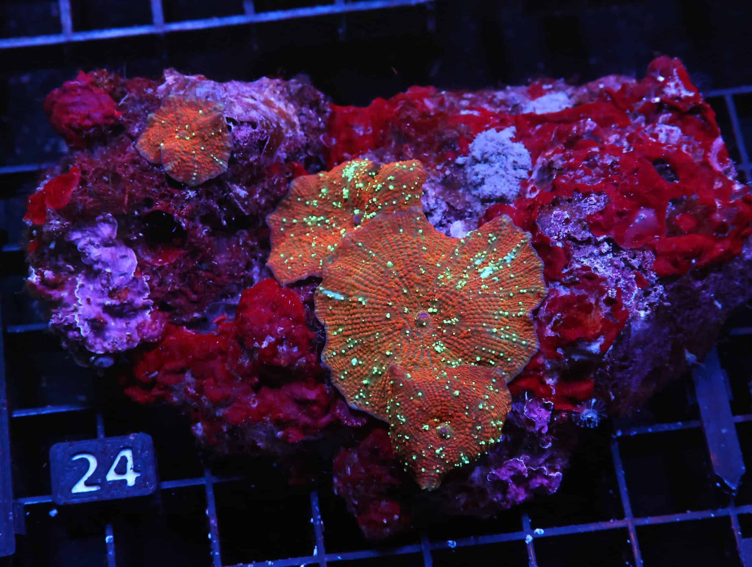 H24 - RED DEVIL DISCO MUSHROOM