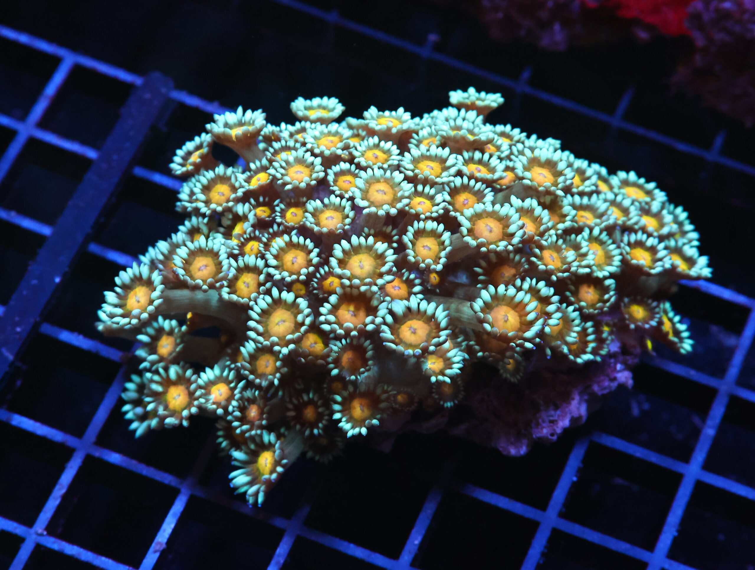 H29 - INDO YELLOW SNOWCONE GONIOPORA