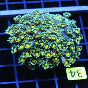 H34 - INDO YELLOW SNOWCONE GONIOPORA