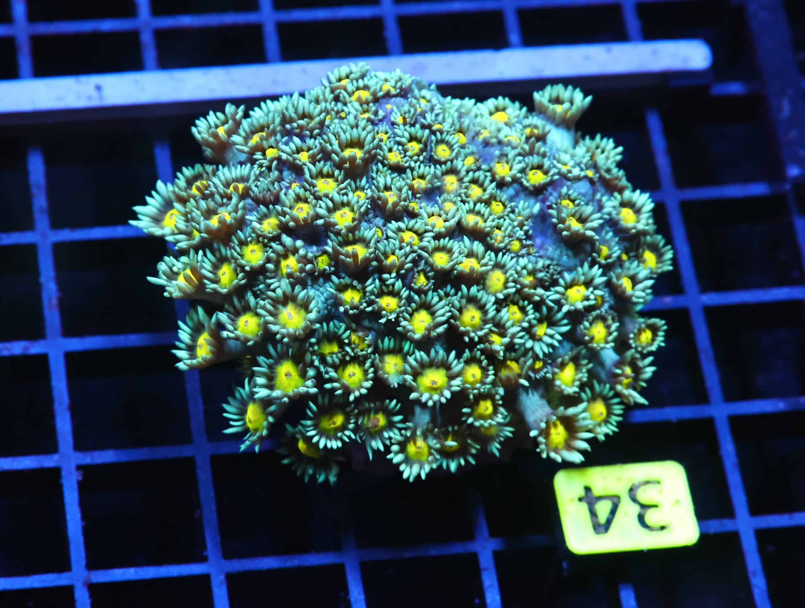 H34 - INDO YELLOW SNOWCONE GONIOPORA
