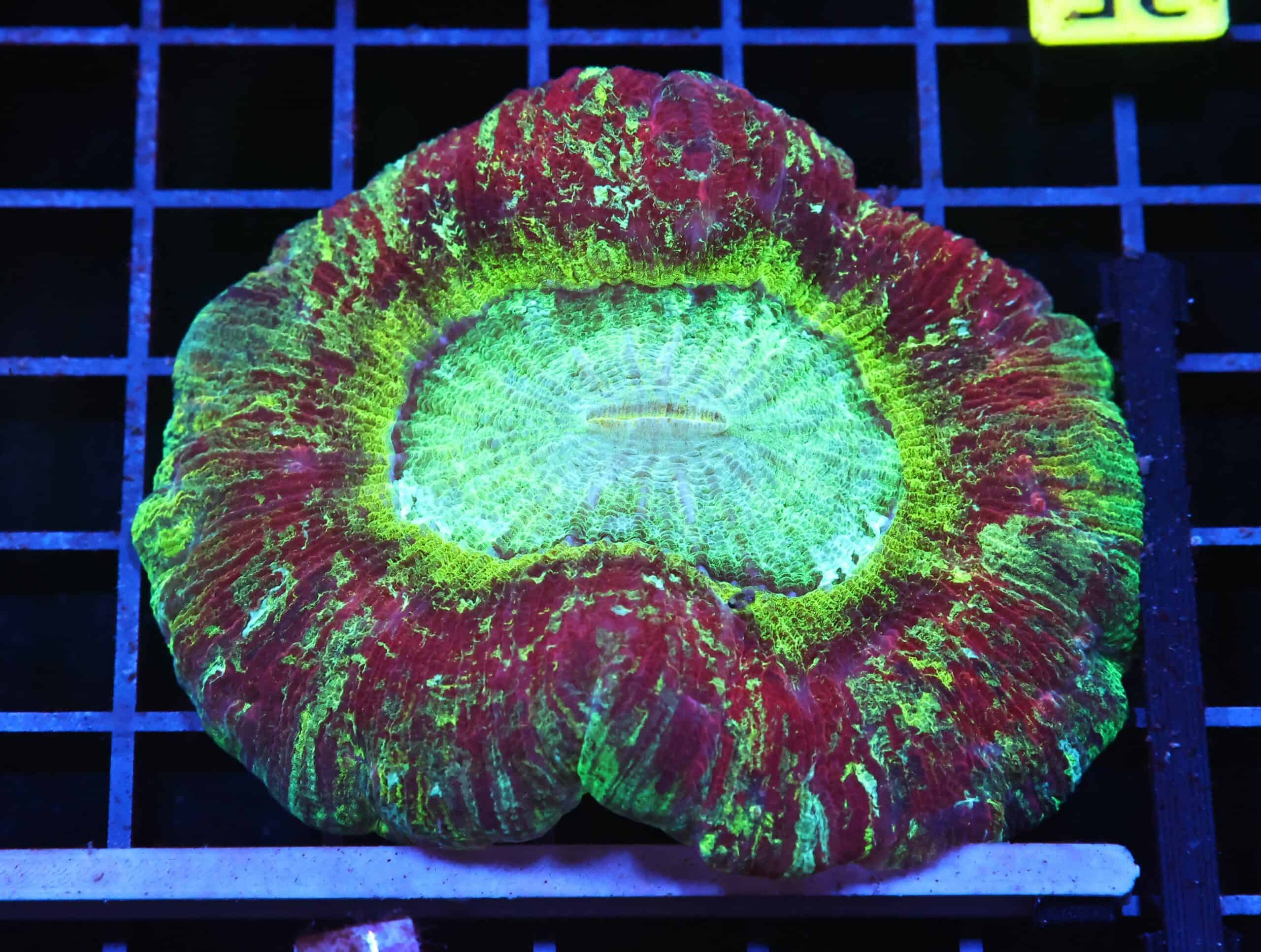 H35 - INDO NUCLEAR BLAST TRACHY