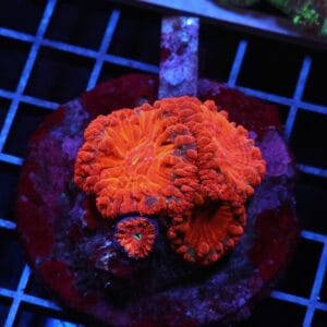 H40 - INDO RUBY RED BLASTO