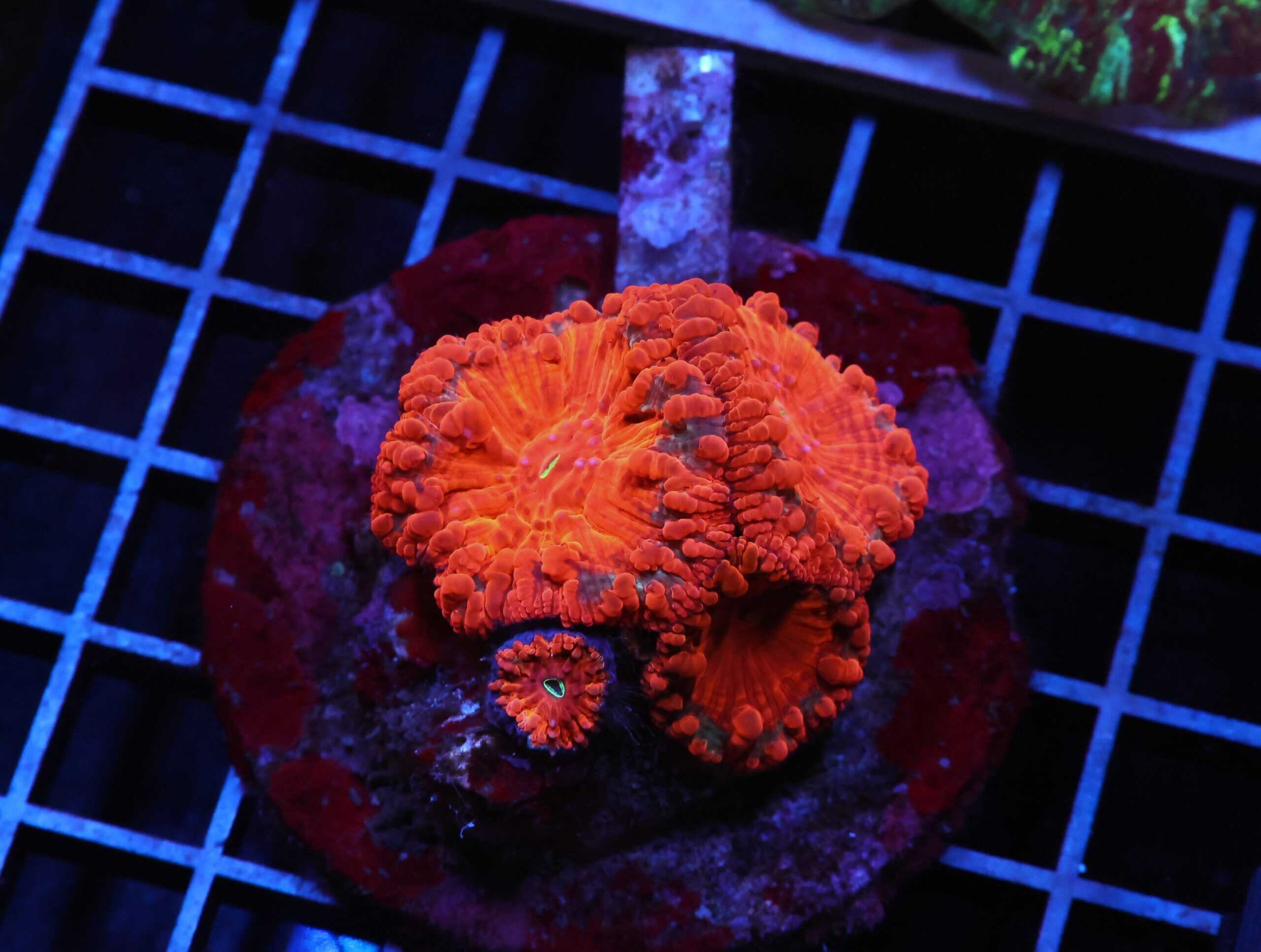 H40 - INDO RUBY RED BLASTO