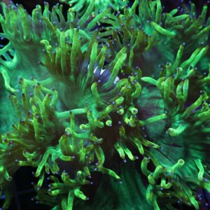 H41 - INDO PURPLE TIP ELEGANCE LG