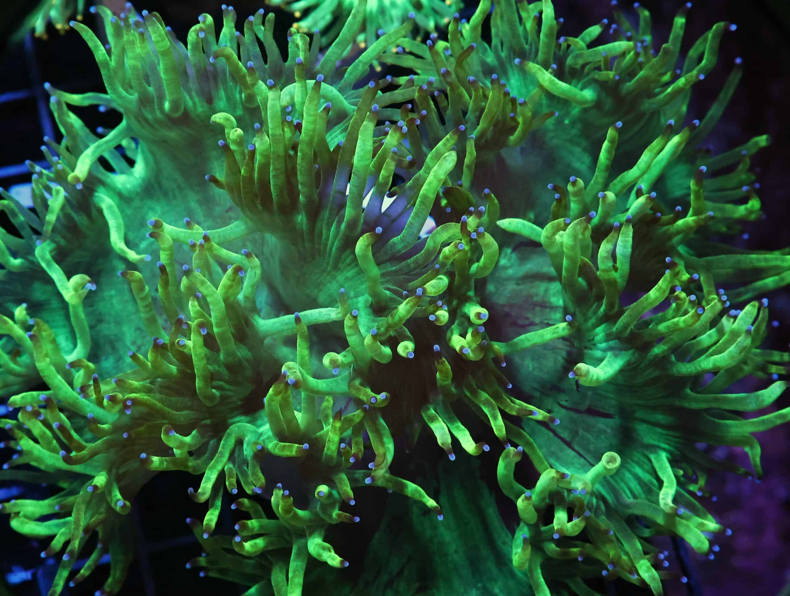 H41 - INDO PURPLE TIP ELEGANCE LG