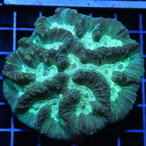 H42 - AUSSIE METALLIC OULOPHYLLIA