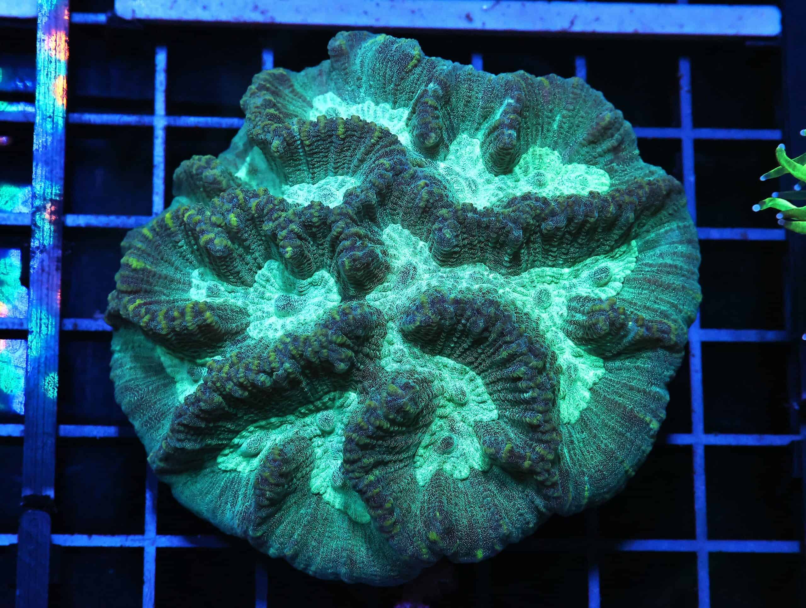 H42 - AUSSIE METALLIC OULOPHYLLIA