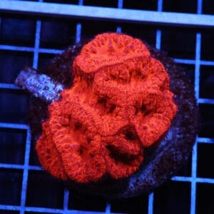 H45 - INDO RUBY RED BLASTO