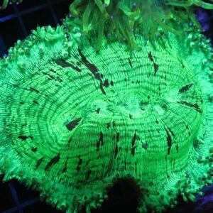 H46 - INDO PURPLE TIP ELEGANCE