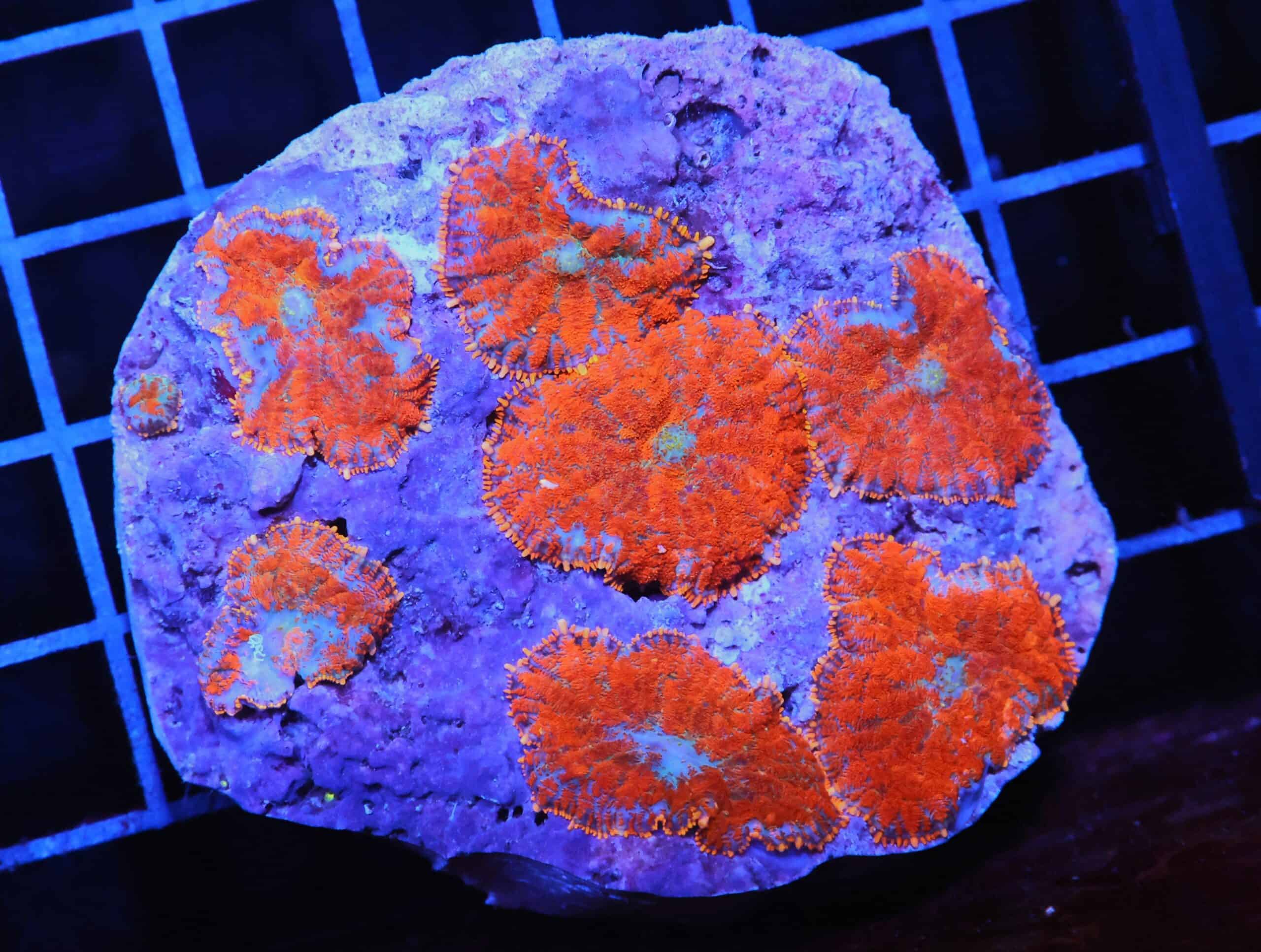 H48 - SUPERMAN RHODACTIS MUSHROOM