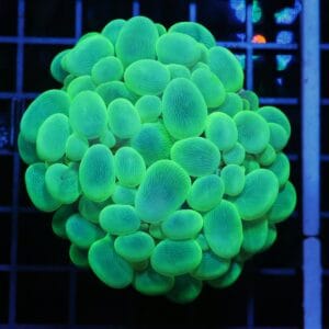 H51 - INDO RADIOACTIVE BUBBLE CORAL