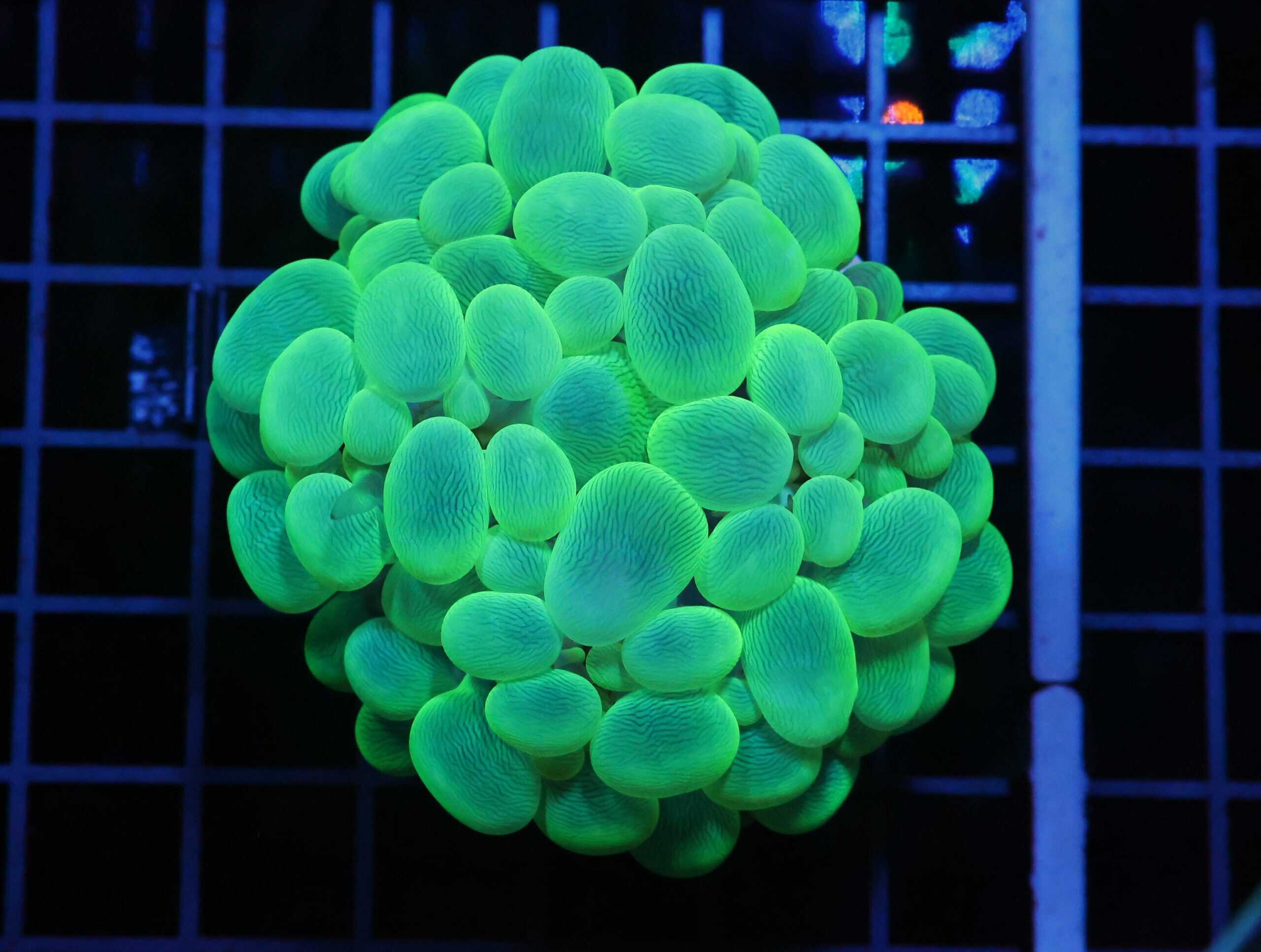 H51 - INDO RADIOACTIVE BUBBLE CORAL