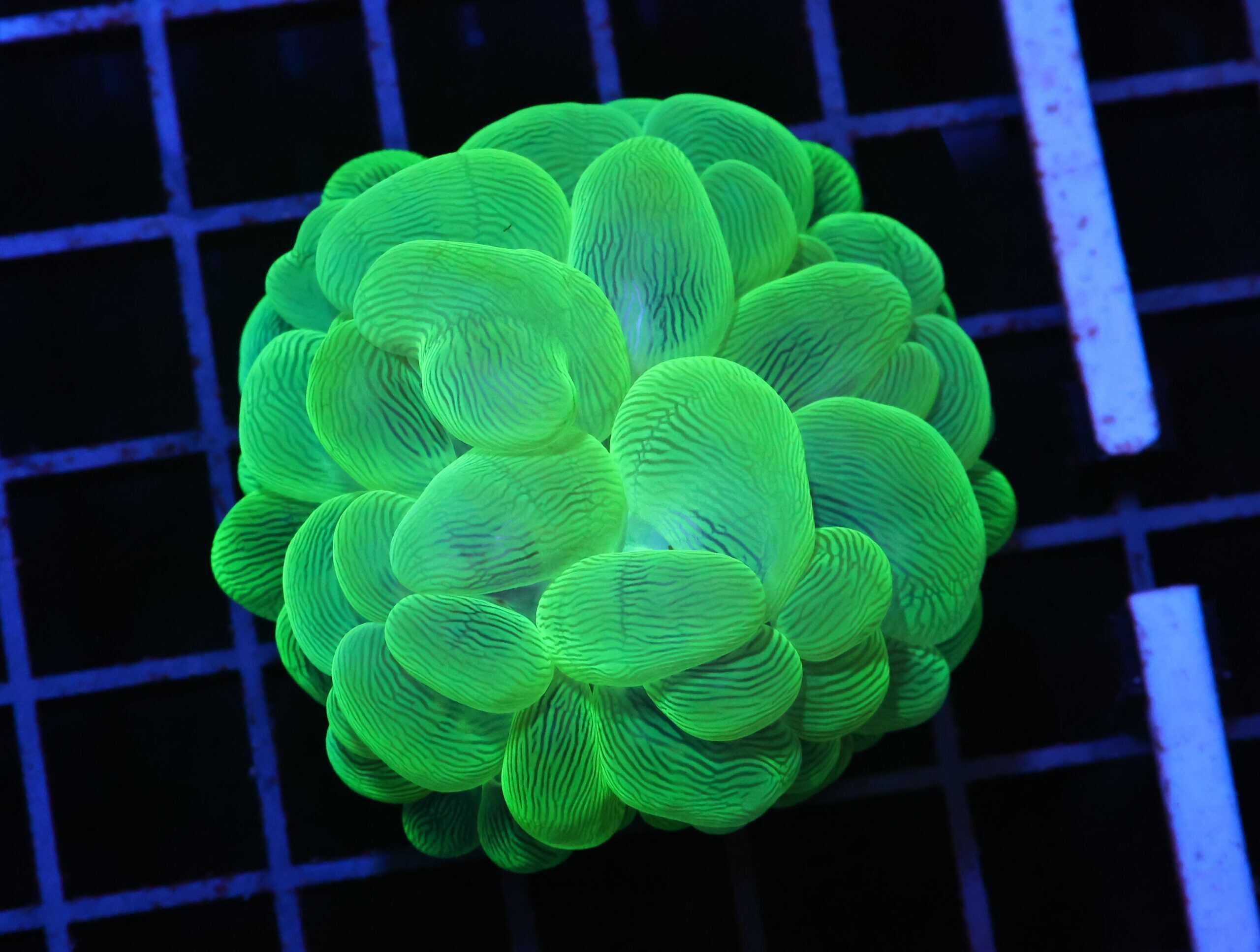 H54 - INDO RADIOACTIVE BUBBLE CORAL