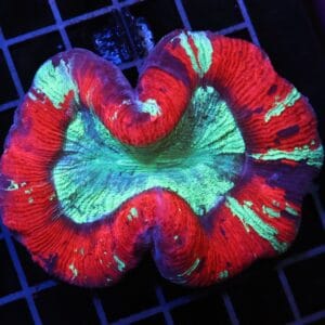 H55 - INDO NUCLEAR BLAST TRACHY