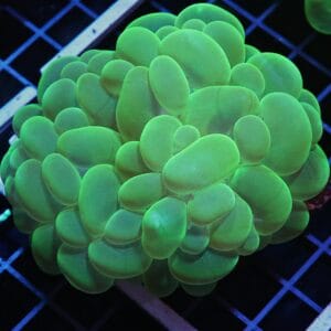 H57 - INDO RADIOACTIVE BUBBLE CORAL