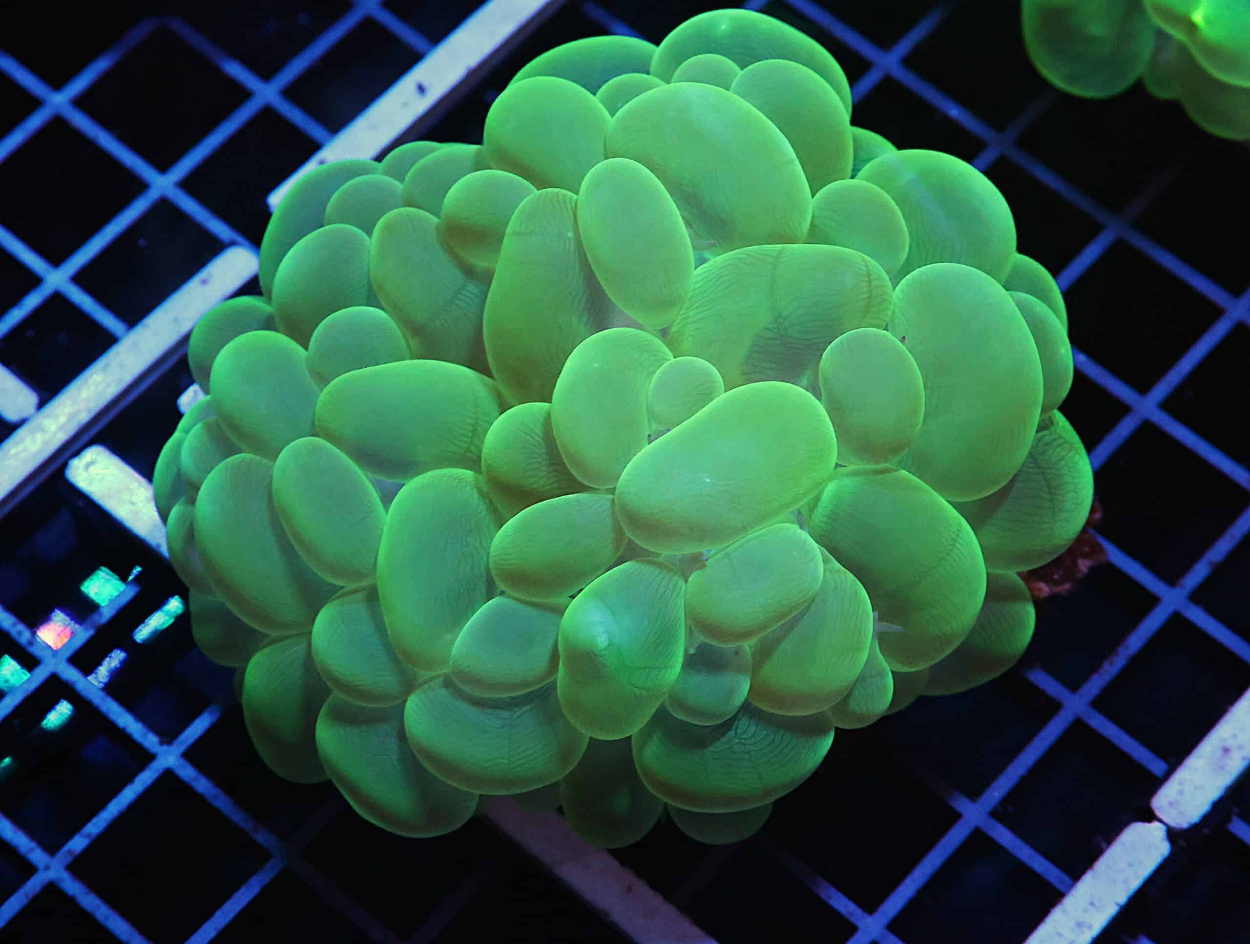 H57 - INDO RADIOACTIVE BUBBLE CORAL
