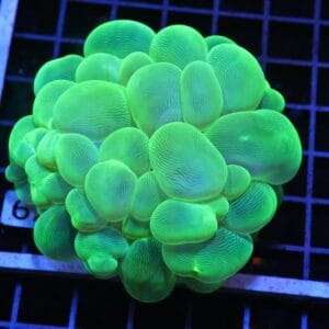 H62 - INDO RADIOACTIVE BUBBLE CORAL