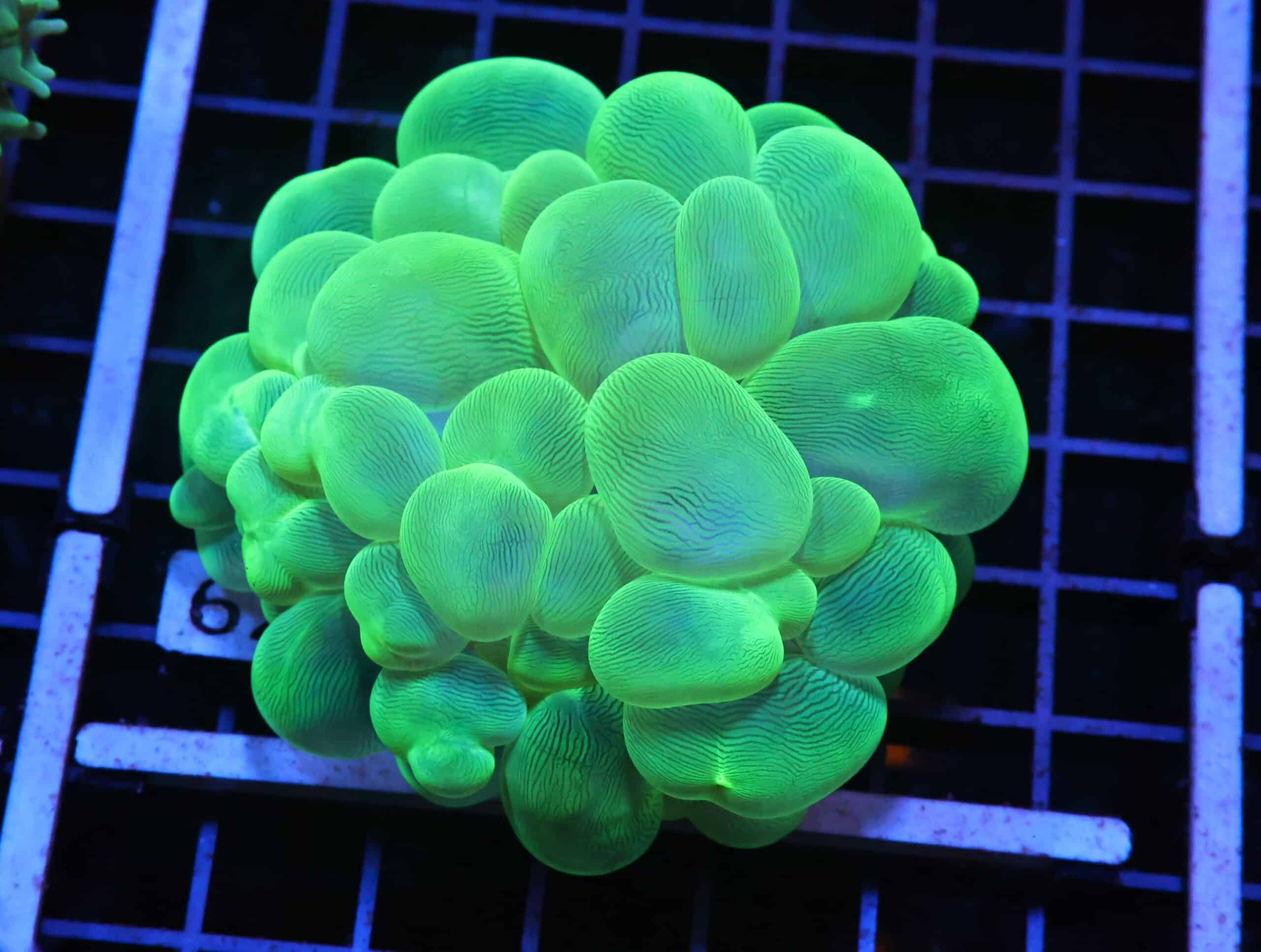 H62 - INDO RADIOACTIVE BUBBLE CORAL