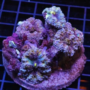 H67 - RAINBOW RICORDEA MUSHROOM