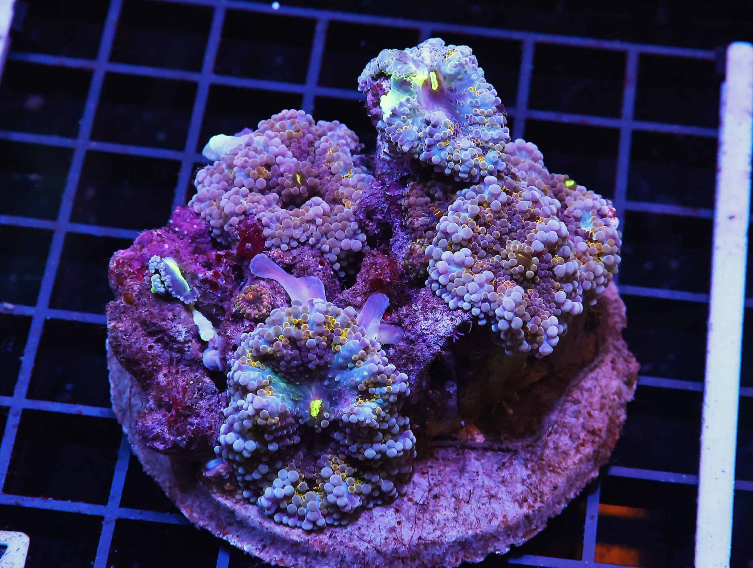 H67 - RAINBOW RICORDEA MUSHROOM