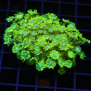 H68 - INDO TOXIC GREEN GONIOPORA