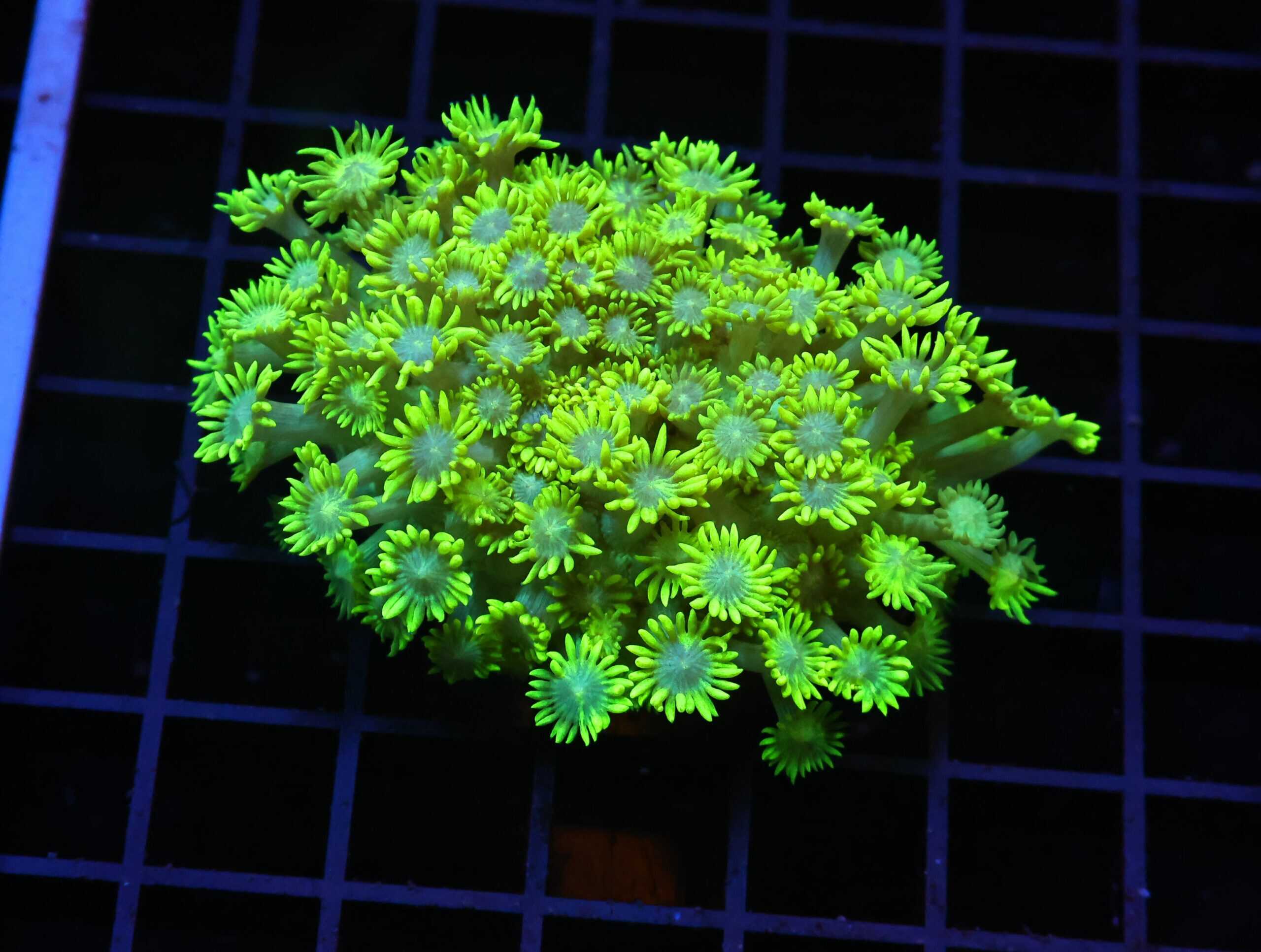 H68 - INDO TOXIC GREEN GONIOPORA