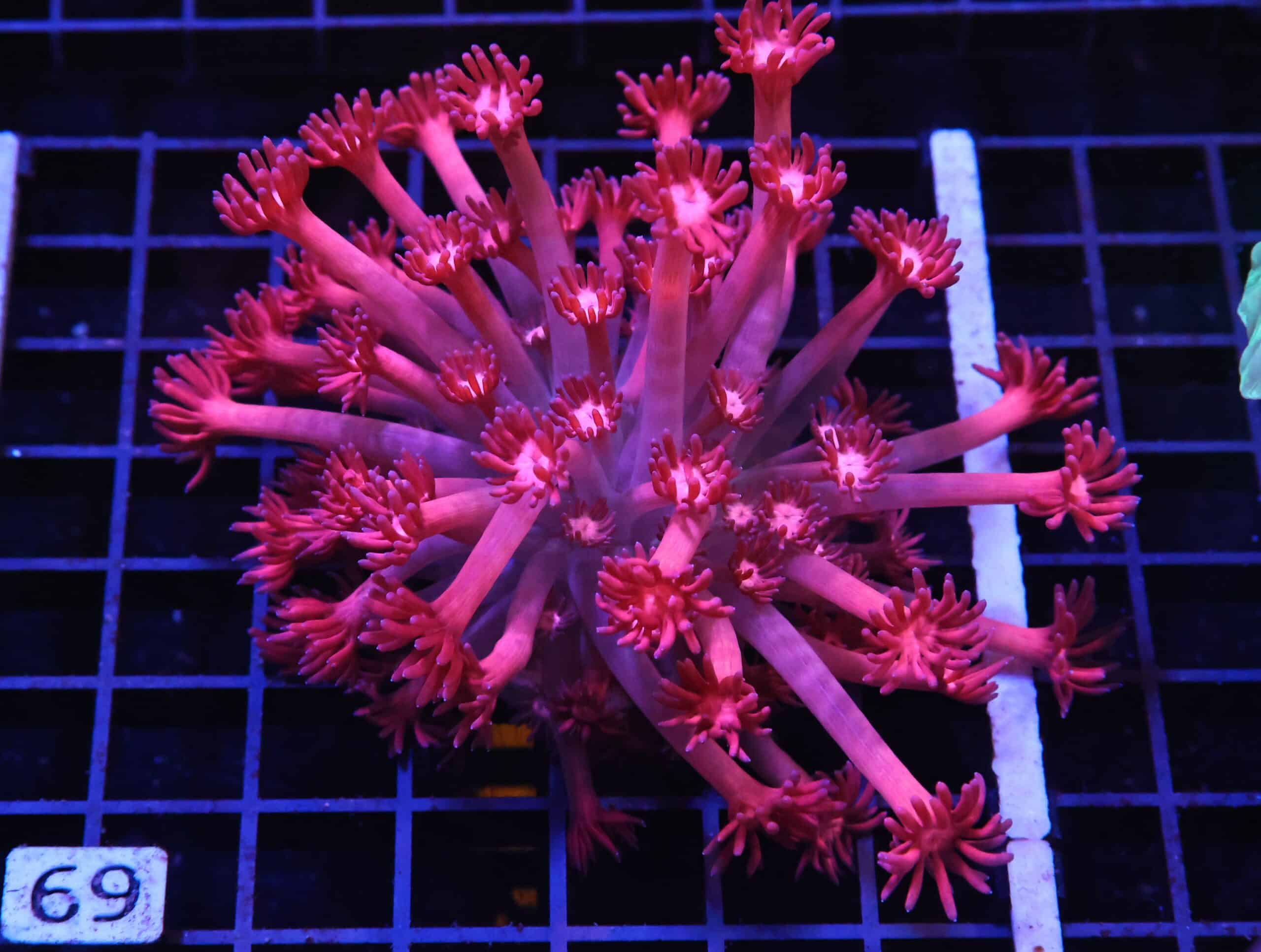 H69 - INDO CHERRY BLOSSOM GONIOPORA