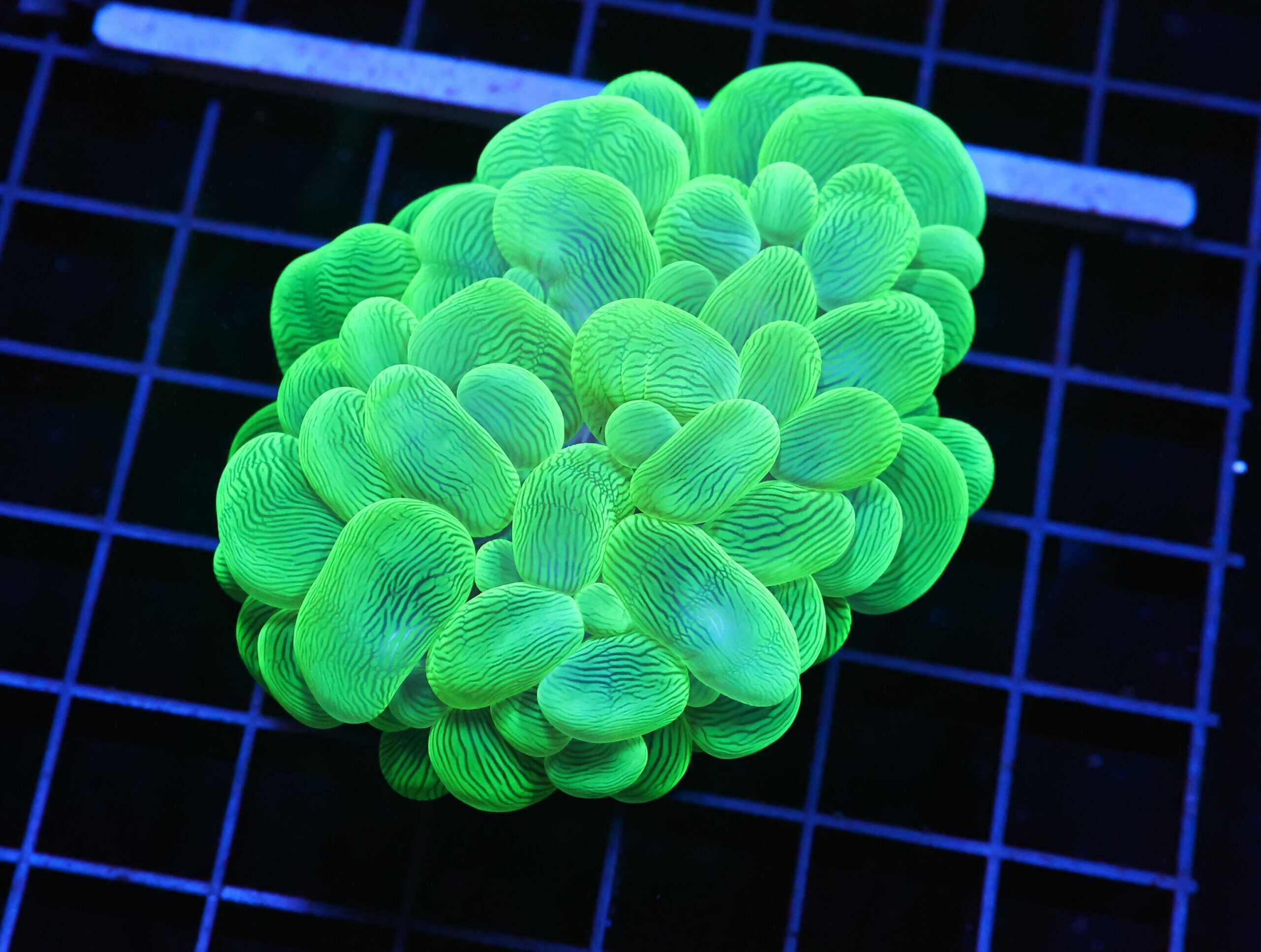 H76 - INDO RADIOACTIVE BUBBLE CORAL