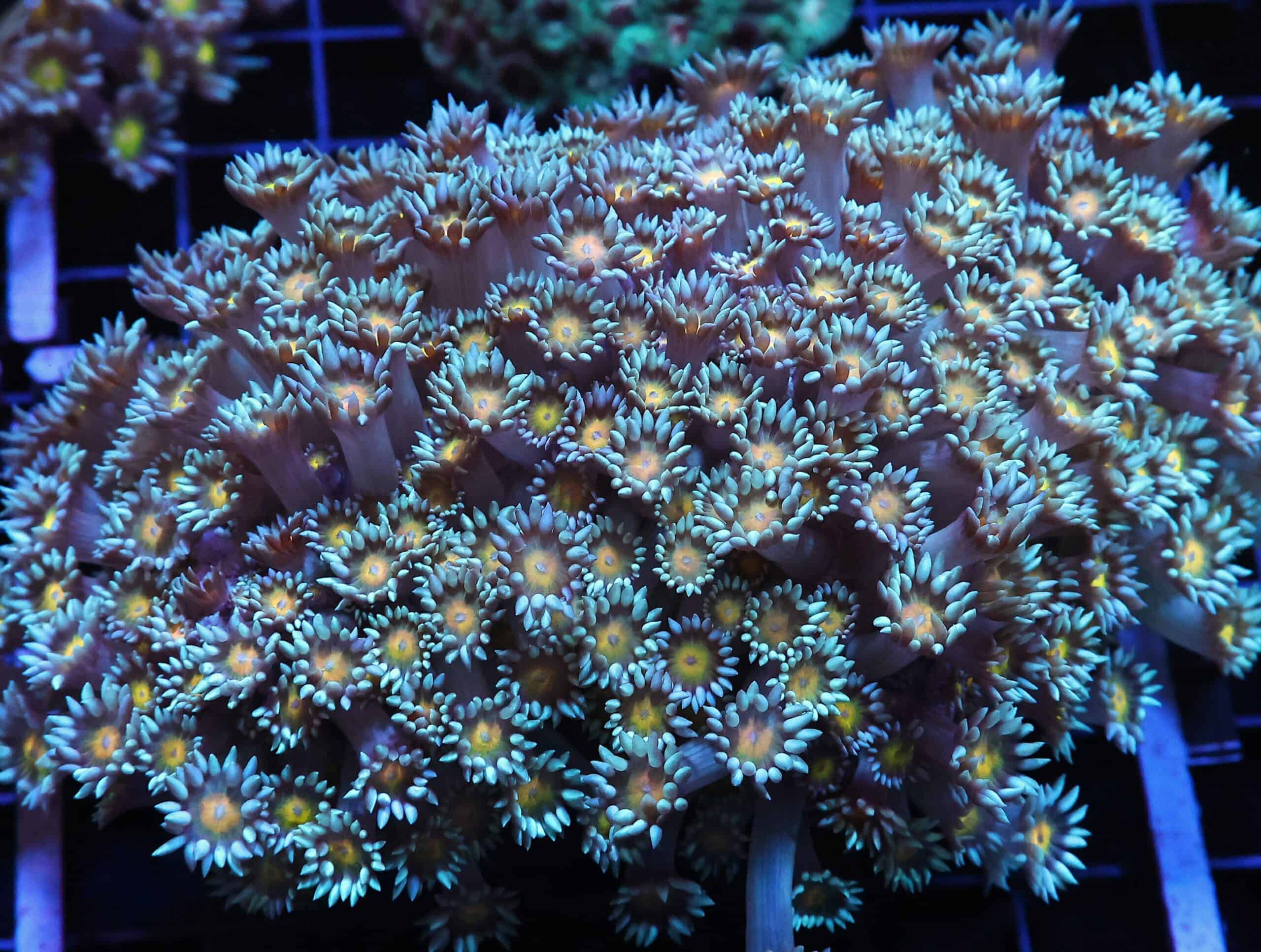 H82 - INDO YELLOW SNOWCONE GONIOPORA LG