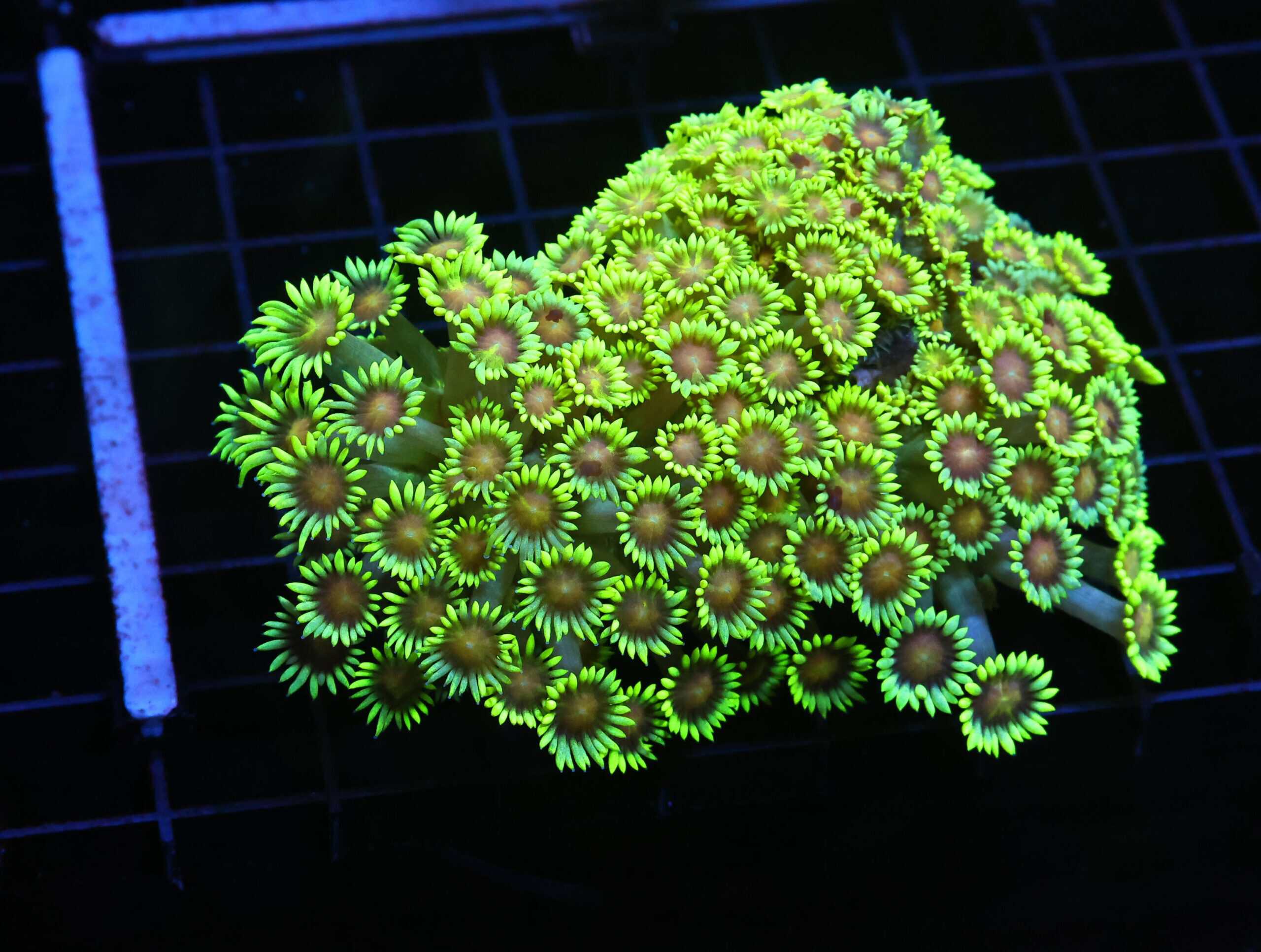 H81 - INDO TOXIC TIP YELLOW EYE GONIOPORA