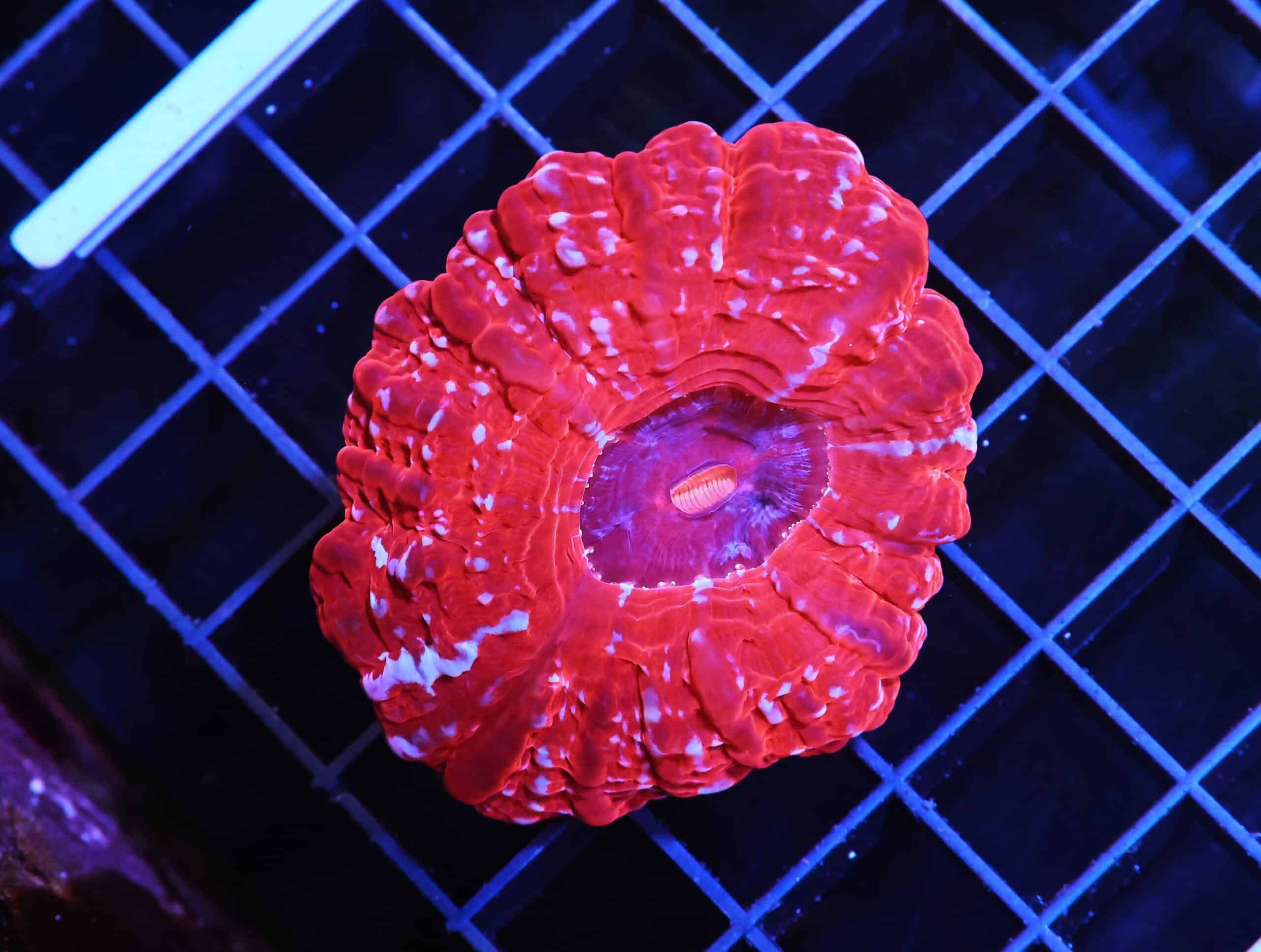 H89 - INDO QUEEN OF HEARTS CYNARINA