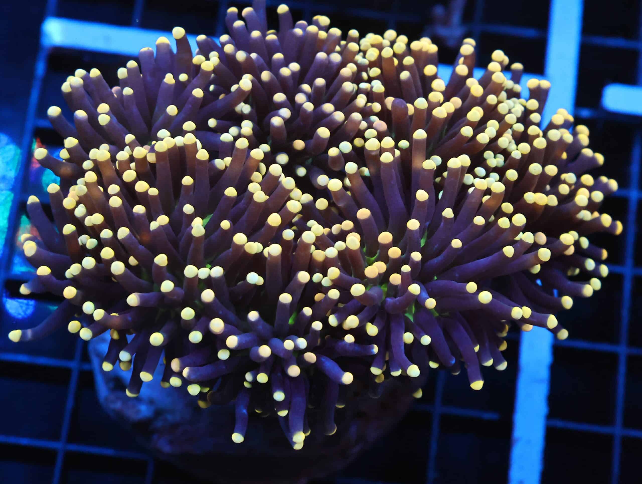 J101 - INDO TORCH BLACK LIGHT 7 HEAD